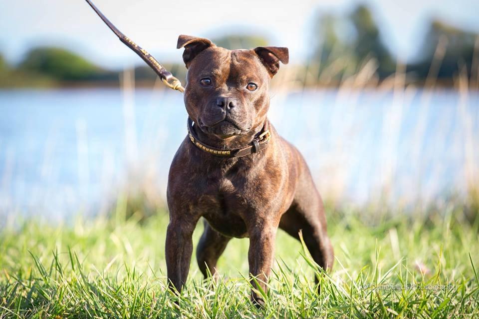 Staffordshire bull terrier Oijo billede 1