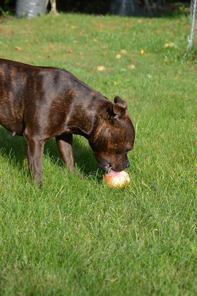 Staffordshire bull terrier Oijo - Lækre æbler i haven :-) Oijo skinner om kap med solen billede 3