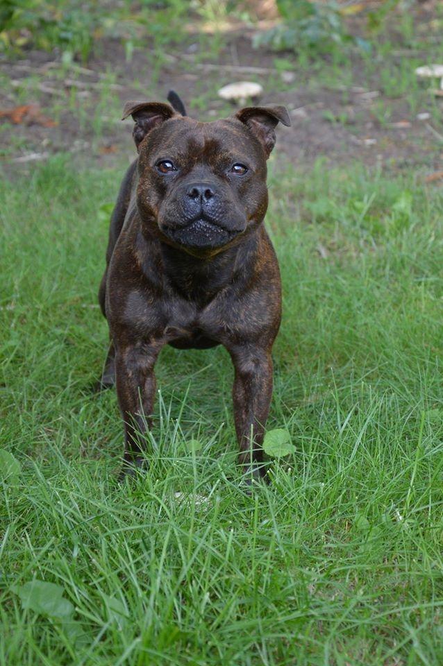 Staffordshire bull terrier Oijo billede 4