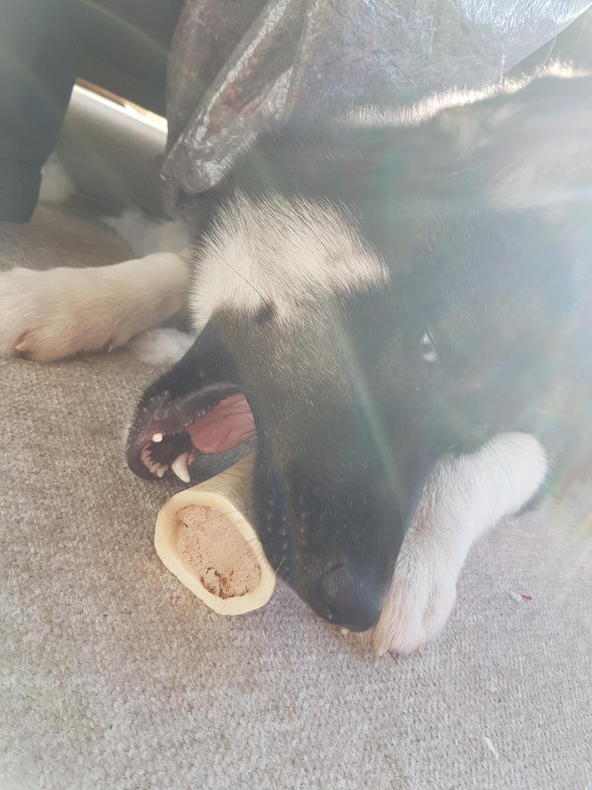 Siberian husky Cindy billede 36