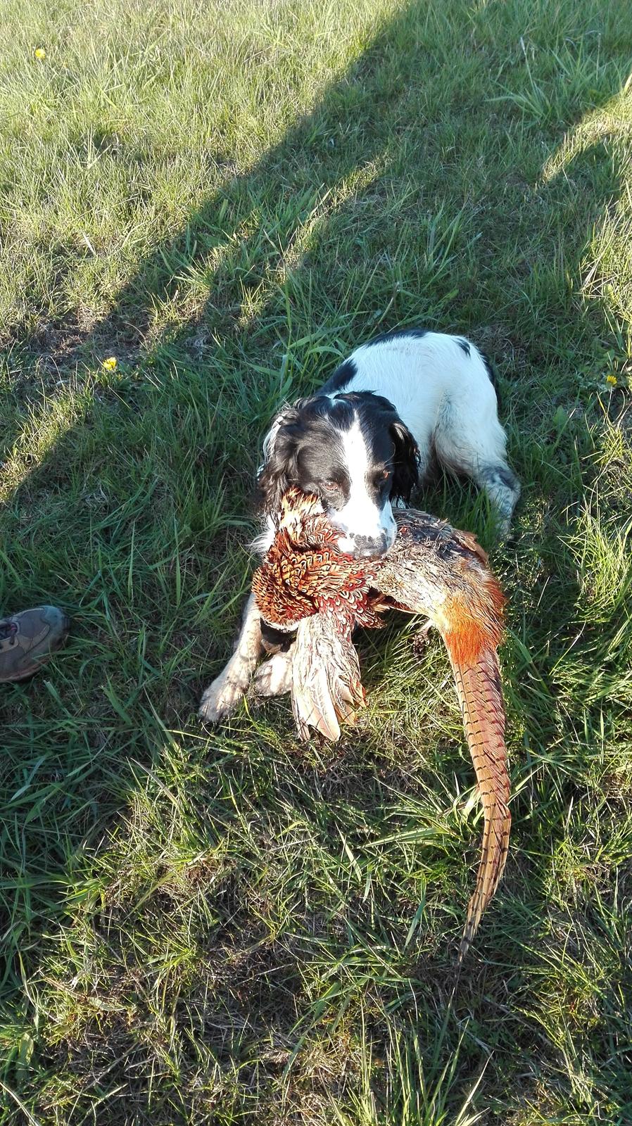 Field Trial Springer Spaniel rex billede 32