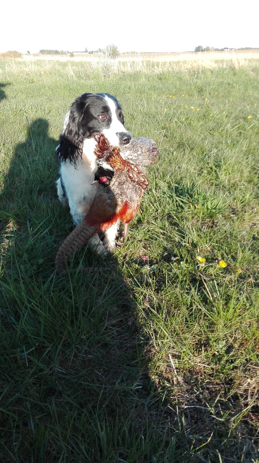 Field Trial Springer Spaniel rex billede 35