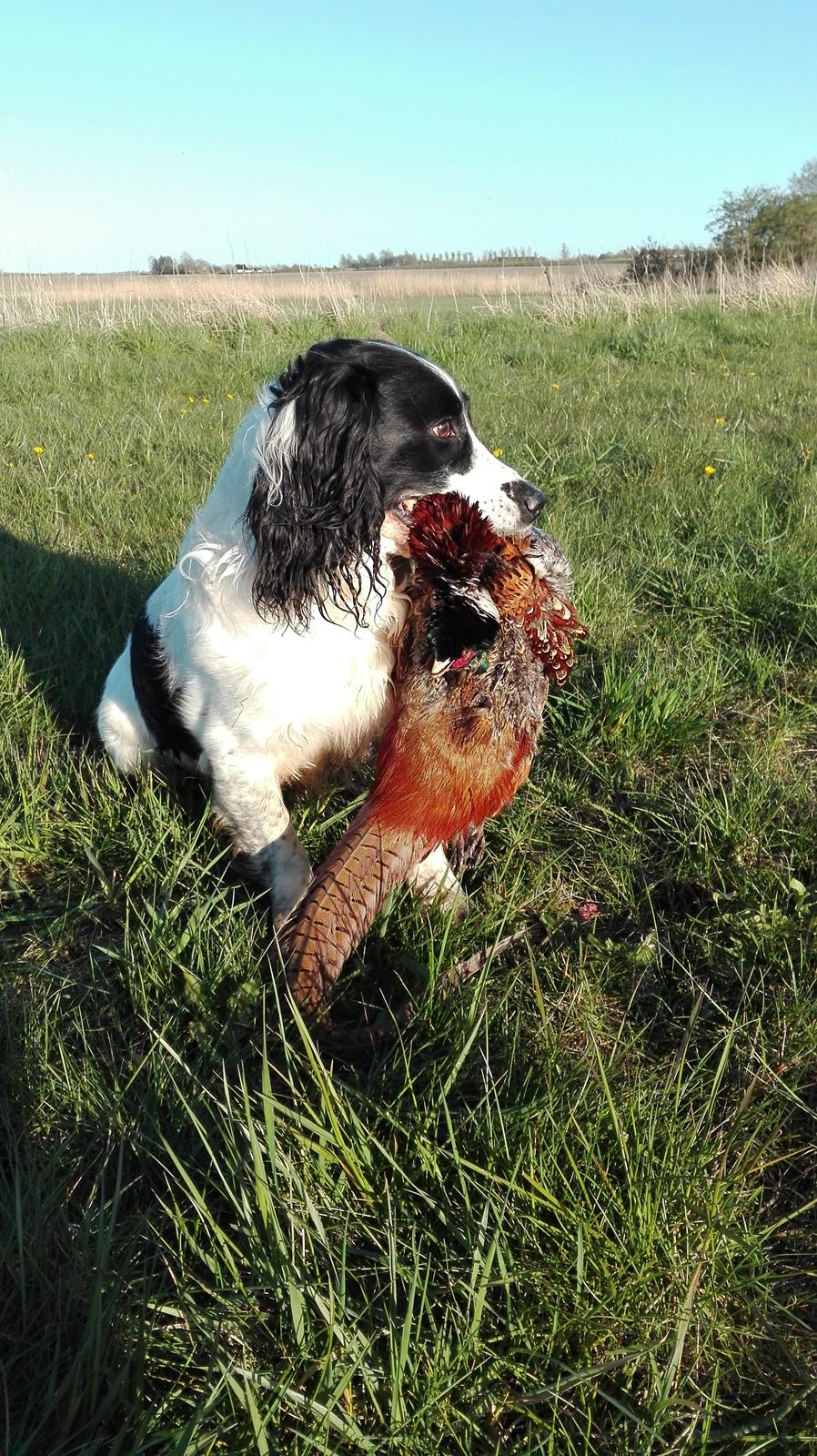Field Trial Springer Spaniel rex billede 36