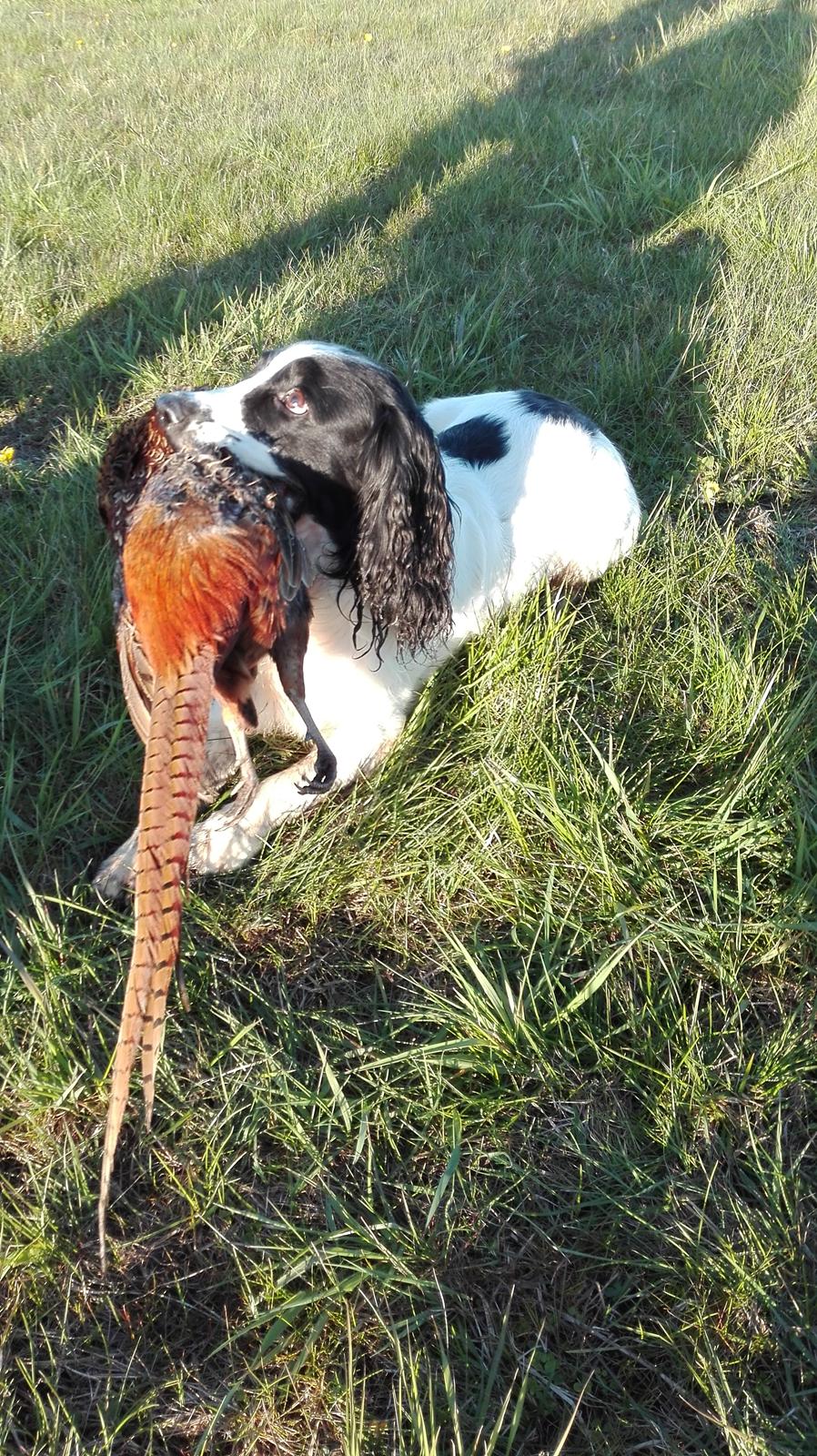 Field Trial Springer Spaniel rex billede 33