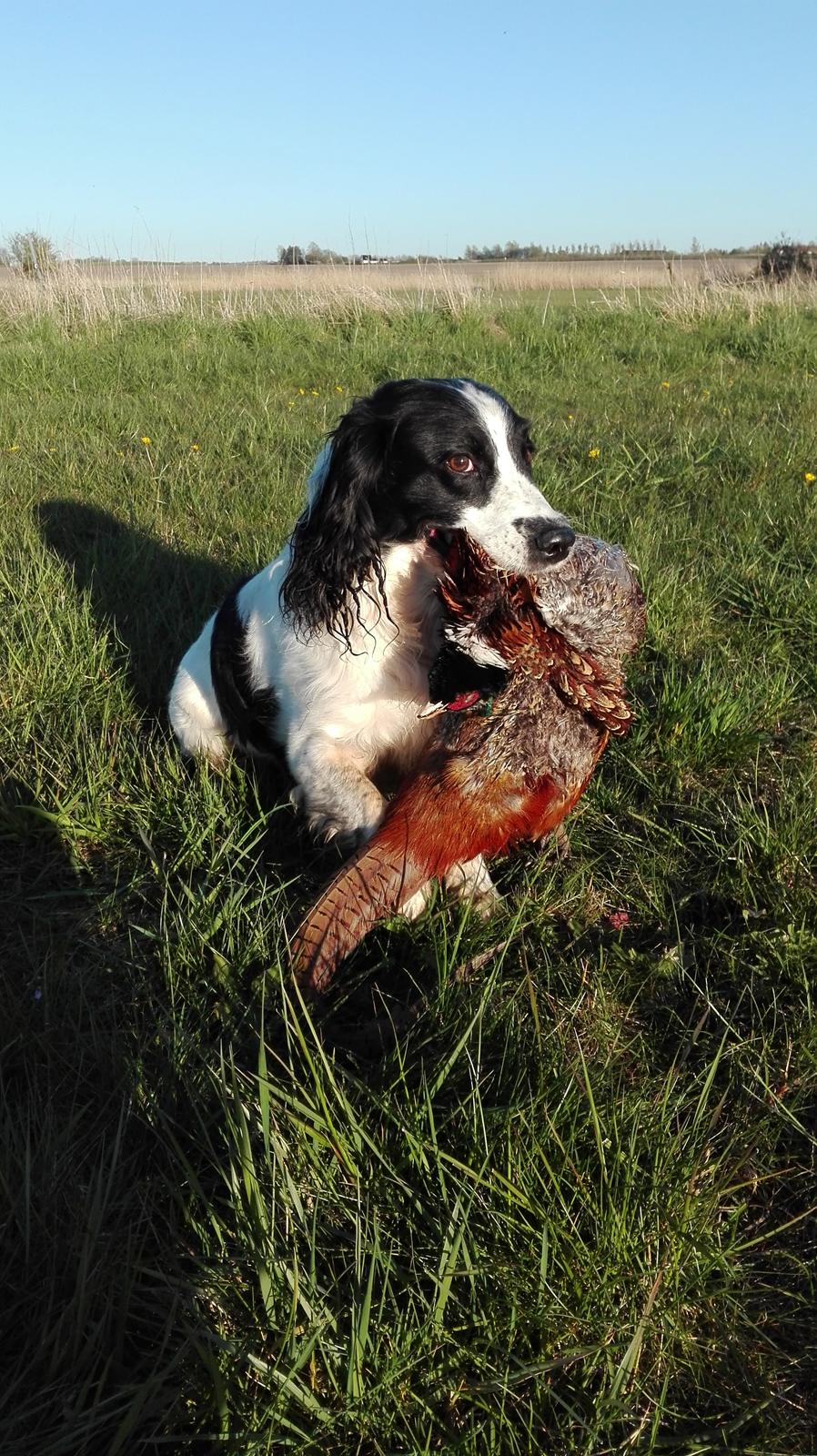 Field Trial Springer Spaniel rex billede 1