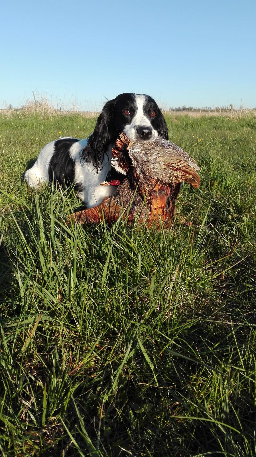 Field Trial Springer Spaniel rex billede 34