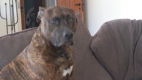 Blanding af racer Marley (RIP 26.07.2016) billede 27