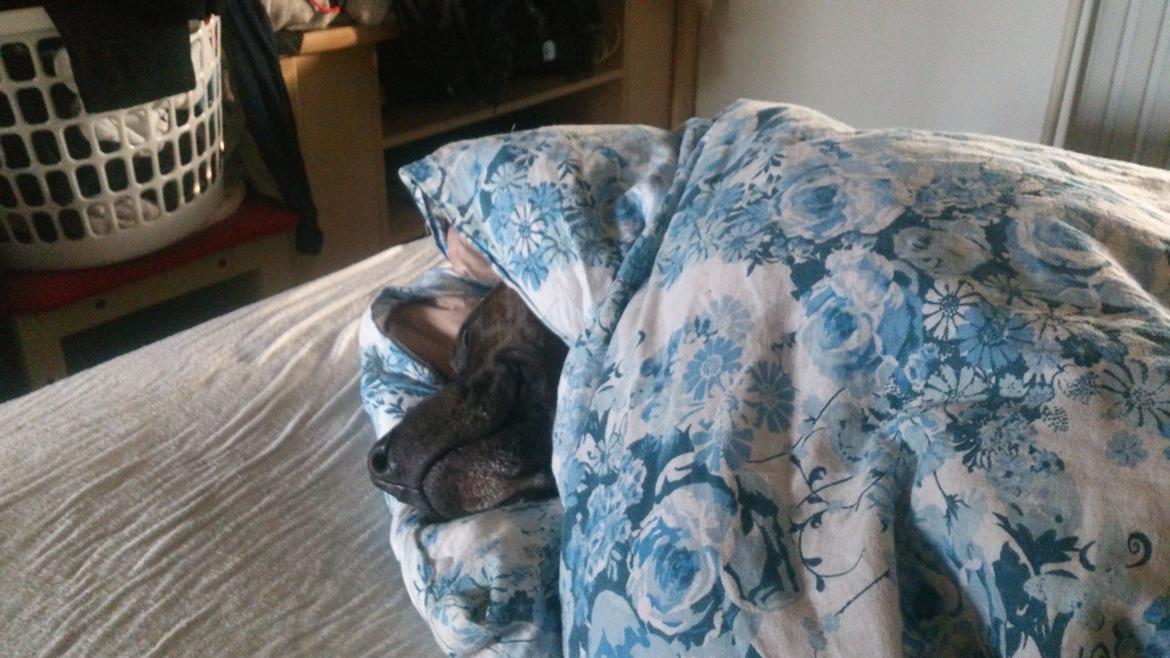 Blanding af racer Marley (RIP 26.07.2016) billede 28