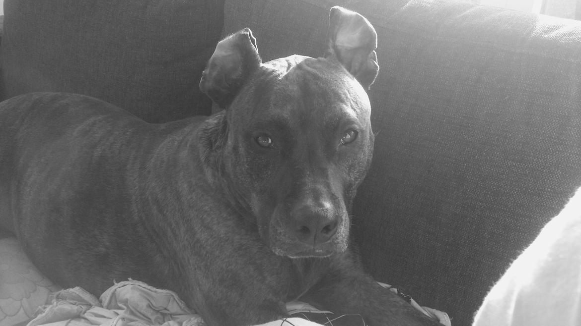 Blanding af racer Marley (RIP 26.07.2016) billede 1