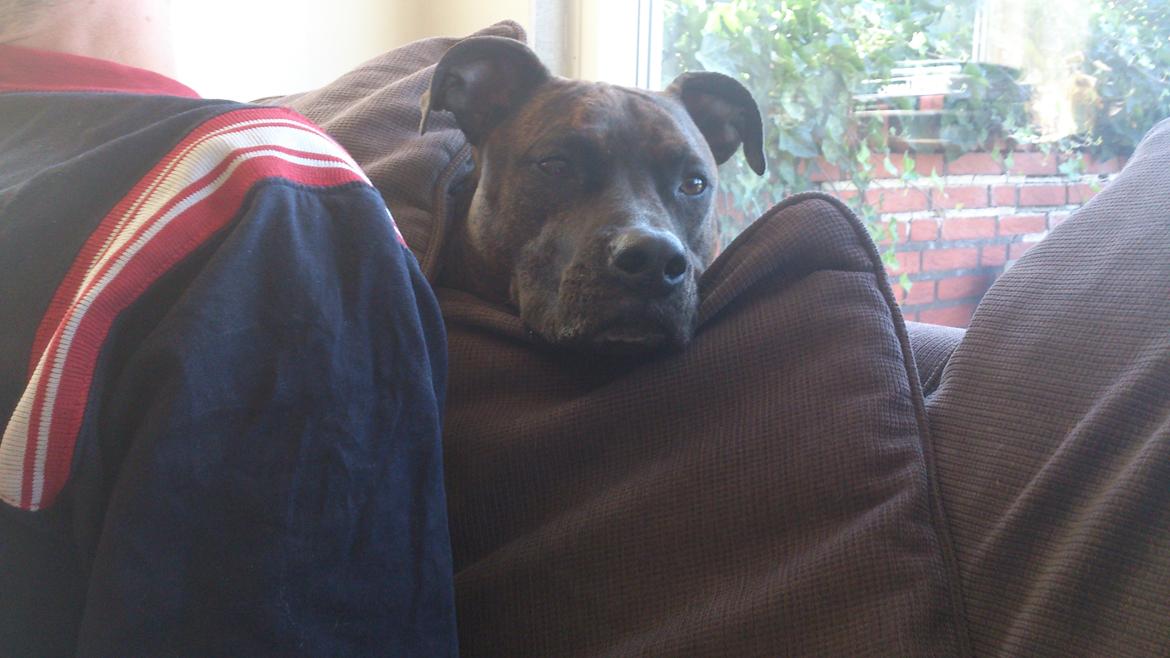 Blanding af racer Marley (RIP 26.07.2016) billede 29