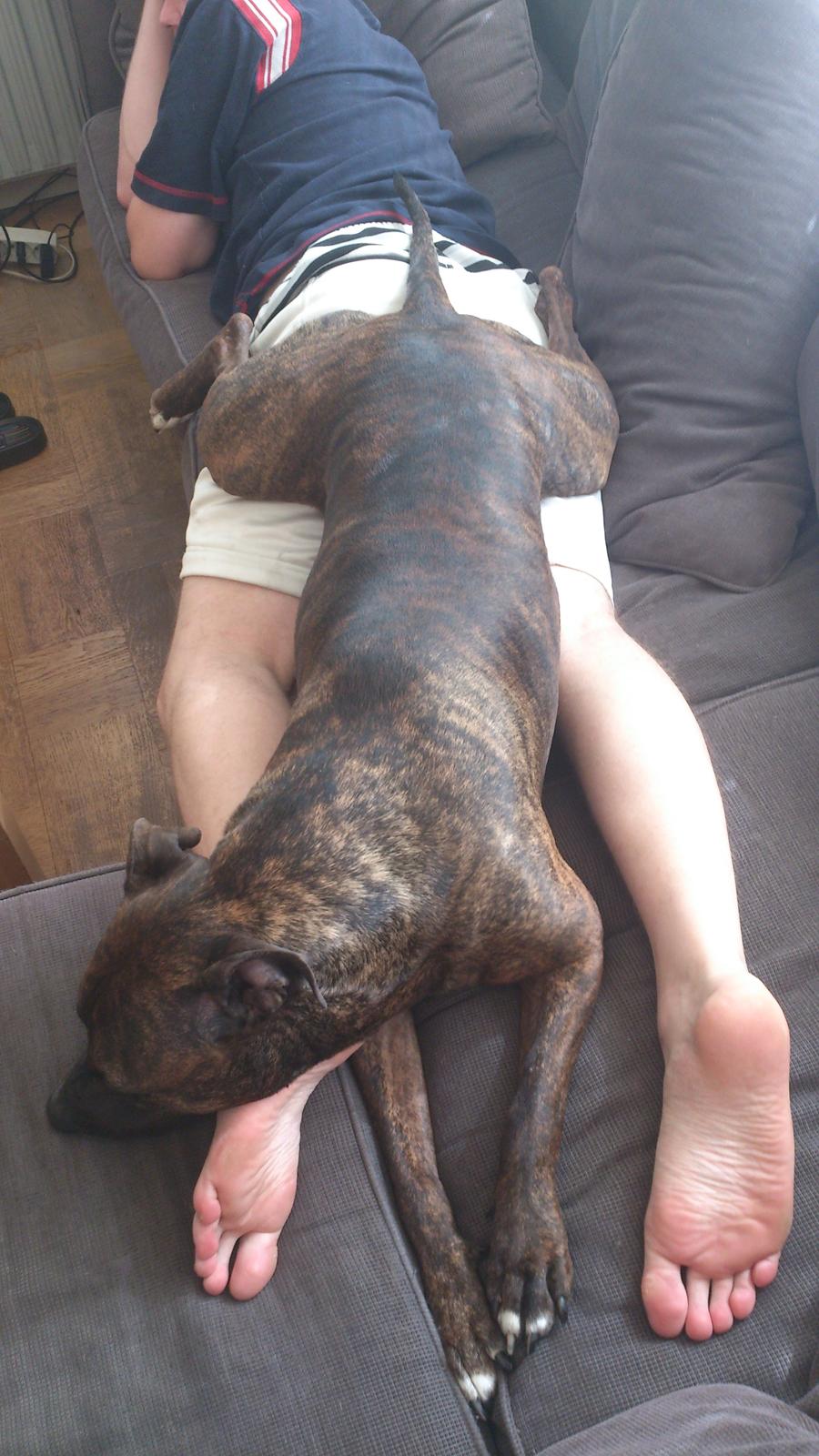 Blanding af racer Marley (RIP 26.07.2016) billede 30