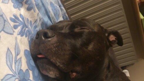 Amerikansk staffordshire terrier Ozzy billede 31