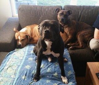 Amerikansk staffordshire terrier Ozzy billede 33