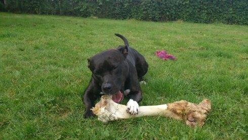 Amerikansk staffordshire terrier Ozzy billede 1