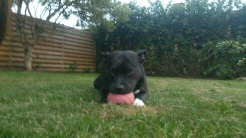 Amerikansk staffordshire terrier Ozzy billede 32