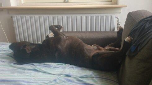 Amerikansk staffordshire terrier Ozzy billede 34