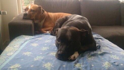 Amerikansk staffordshire terrier Ozzy billede 35