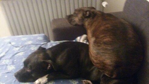 Amerikansk staffordshire terrier Ozzy billede 36