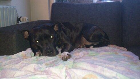 Amerikansk staffordshire terrier Ozzy billede 30