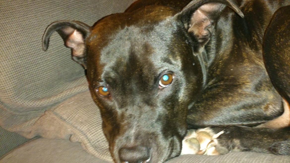 Amerikansk staffordshire terrier Ozzy billede 38