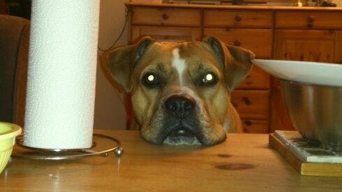 Blanding af racer Mulle billede 11