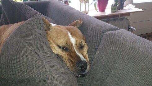 Blanding af racer Mulle billede 12