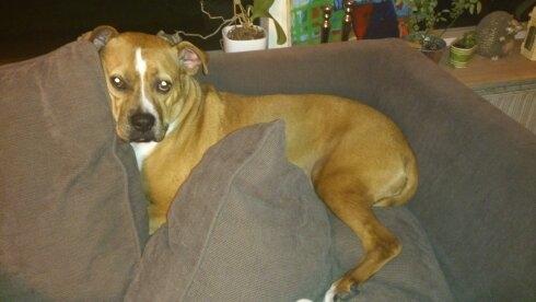 Blanding af racer Mulle billede 1