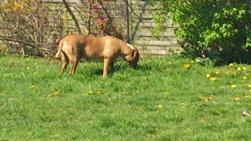 Blanding af racer Mulle billede 13