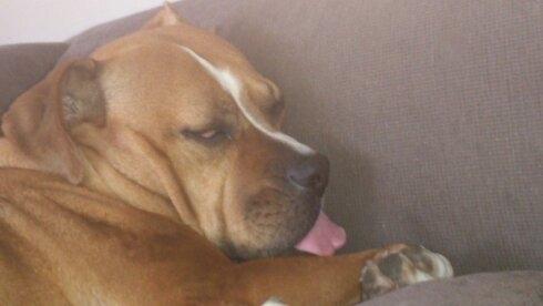 Blanding af racer Mulle billede 10