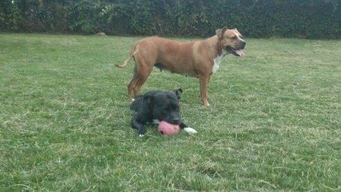 Blanding af racer Mulle billede 16