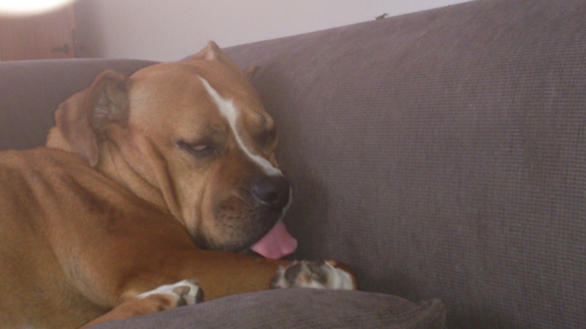 Blanding af racer Mulle billede 15