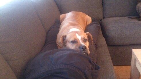 Blanding af racer Mulle billede 14