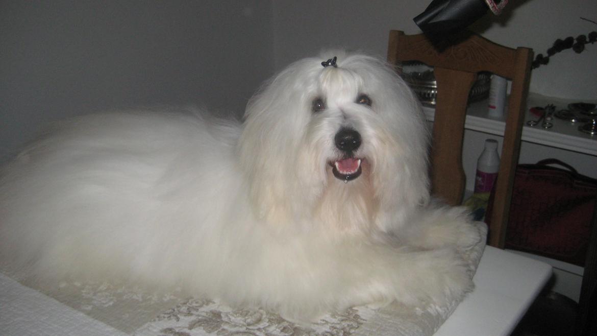 Coton de tulear Janus billede 1