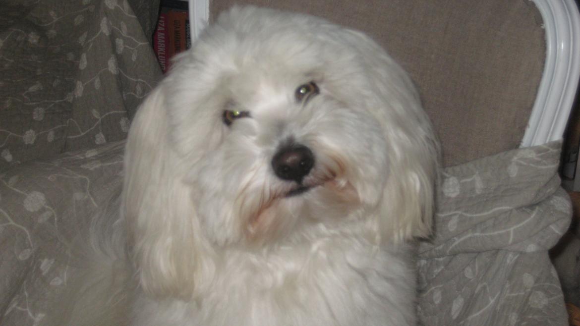 Coton de tulear Janus billede 27