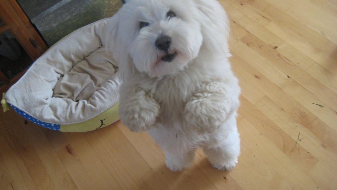 Coton de tulear Janus billede 31