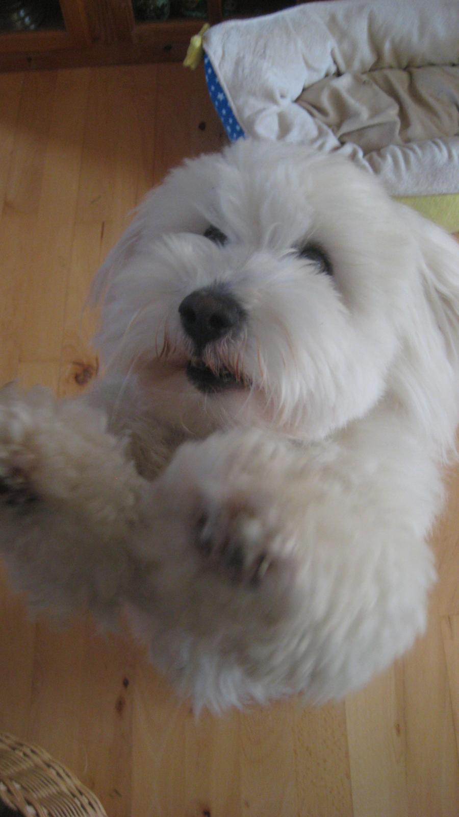 Coton de tulear Janus billede 32