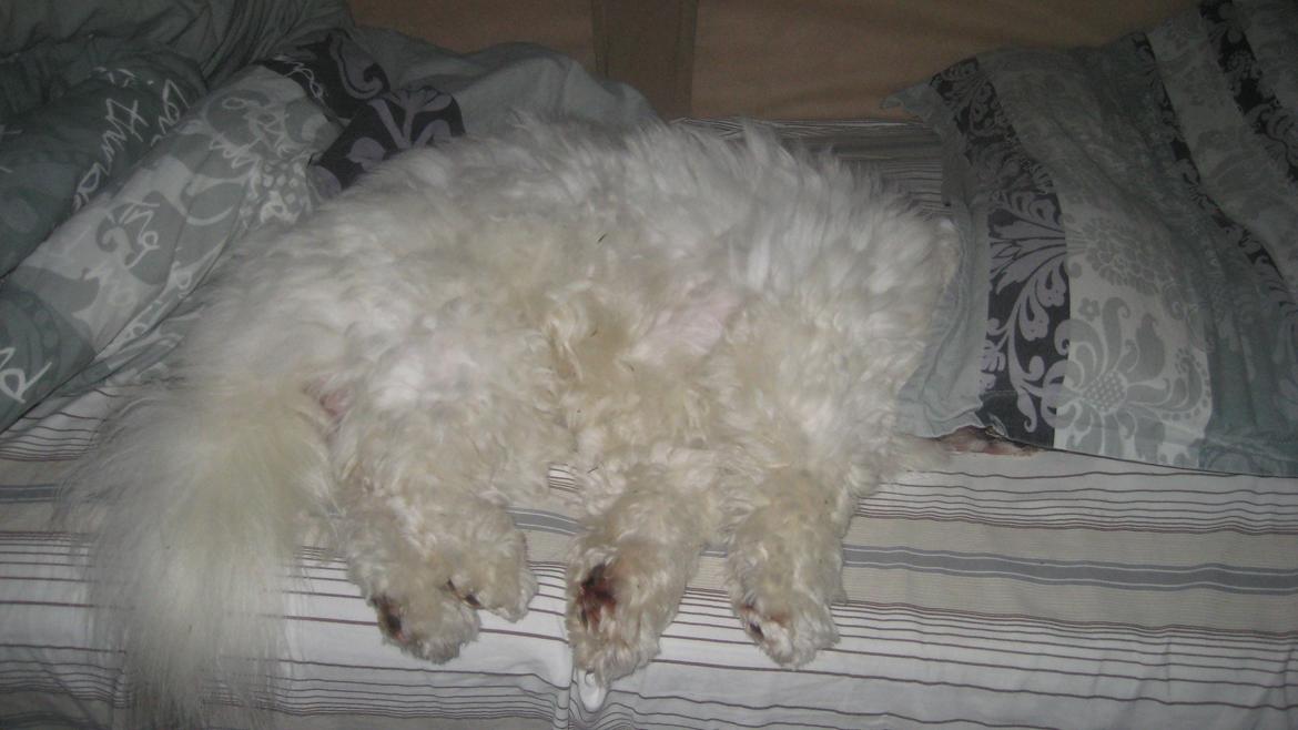 Coton de tulear Janus billede 33