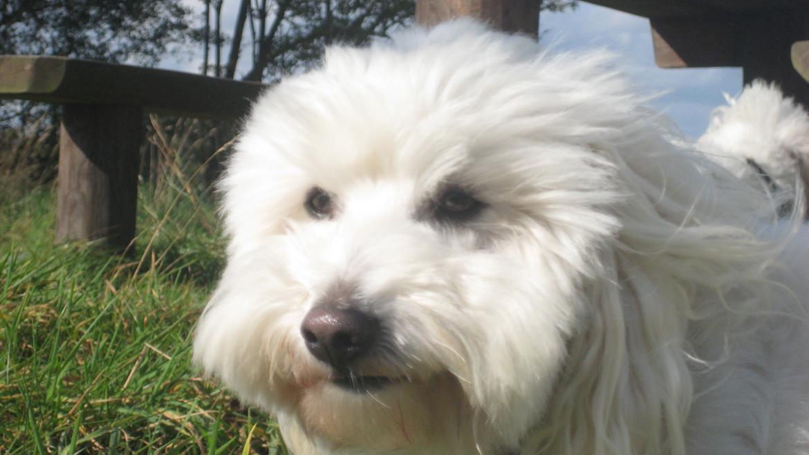 Coton de tulear Janus billede 2