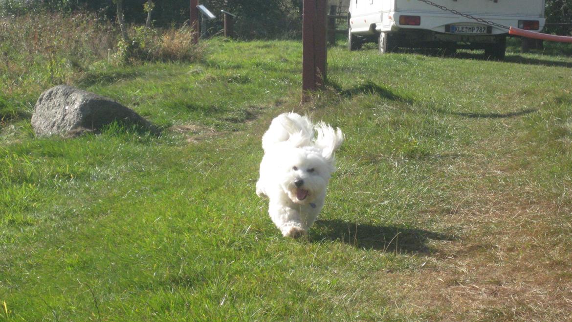 Coton de tulear Janus billede 35