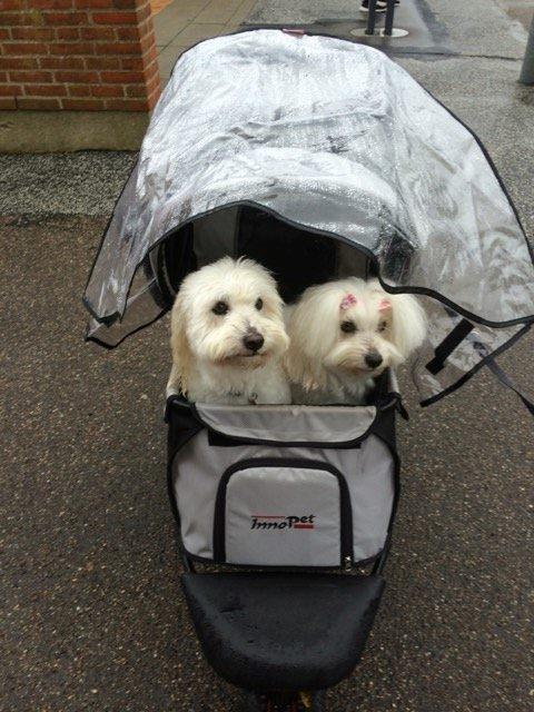 Coton de tulear Jespersen's Savannah billede 3