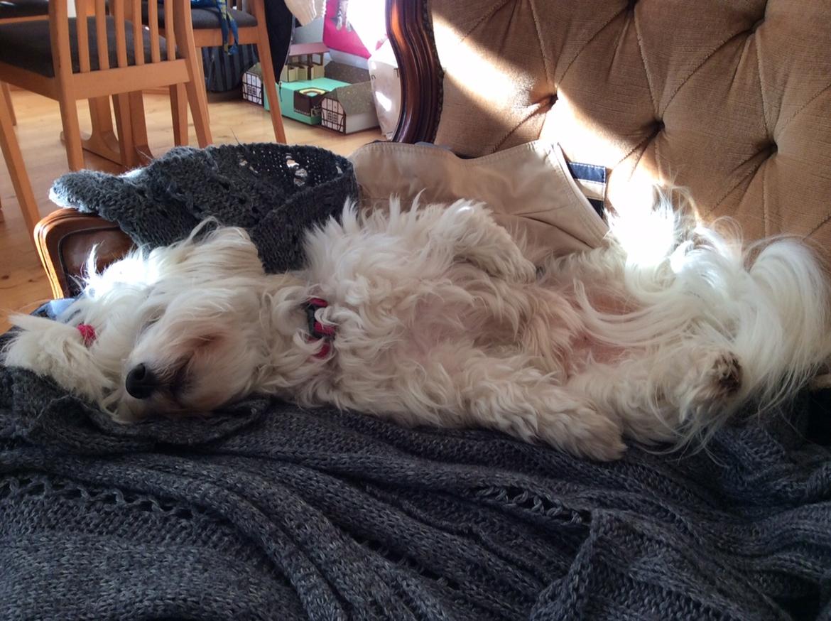 Coton de tulear Jespersen's Savannah billede 4