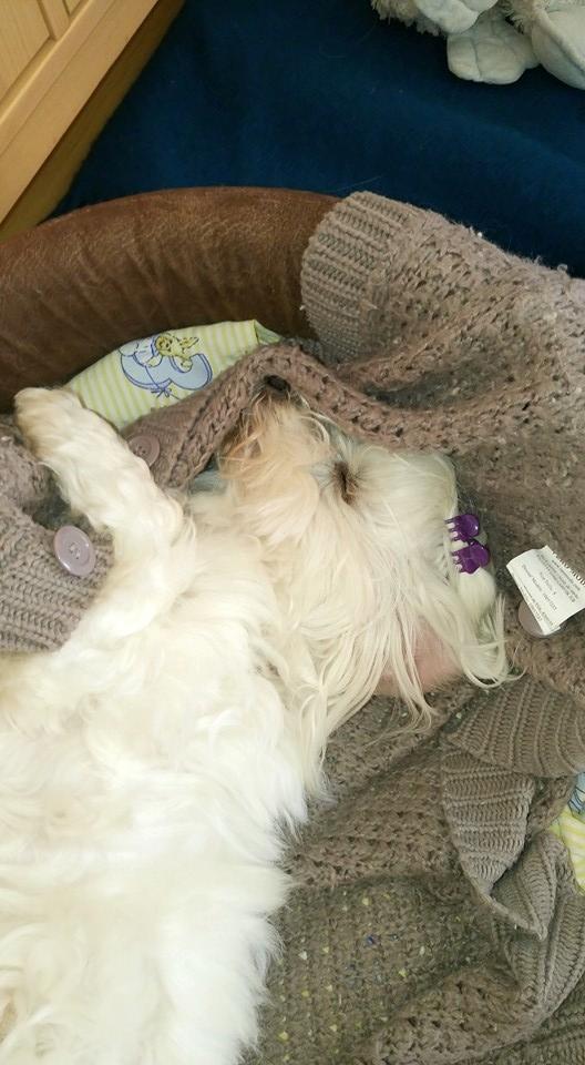 Coton de tulear Jespersen's Savannah billede 5