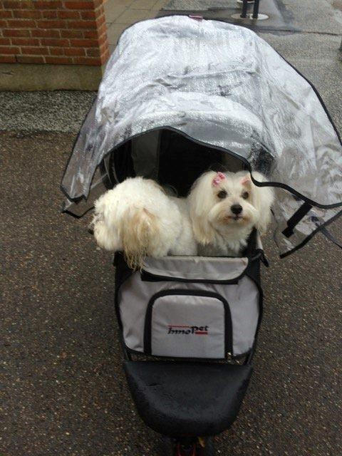 Coton de tulear Jespersen's Savannah billede 6