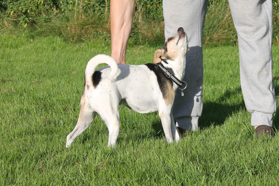 Dansk svensk gaardhund Lea  billede 2