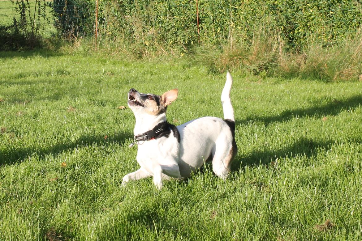 Dansk svensk gaardhund Lea  billede 4