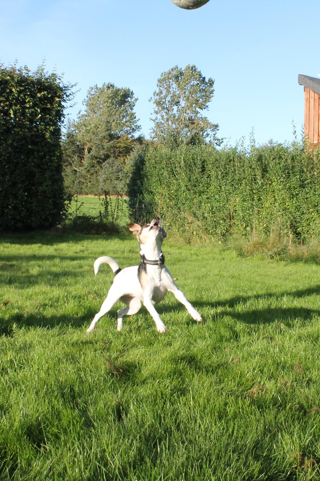Dansk svensk gaardhund Lea  billede 5