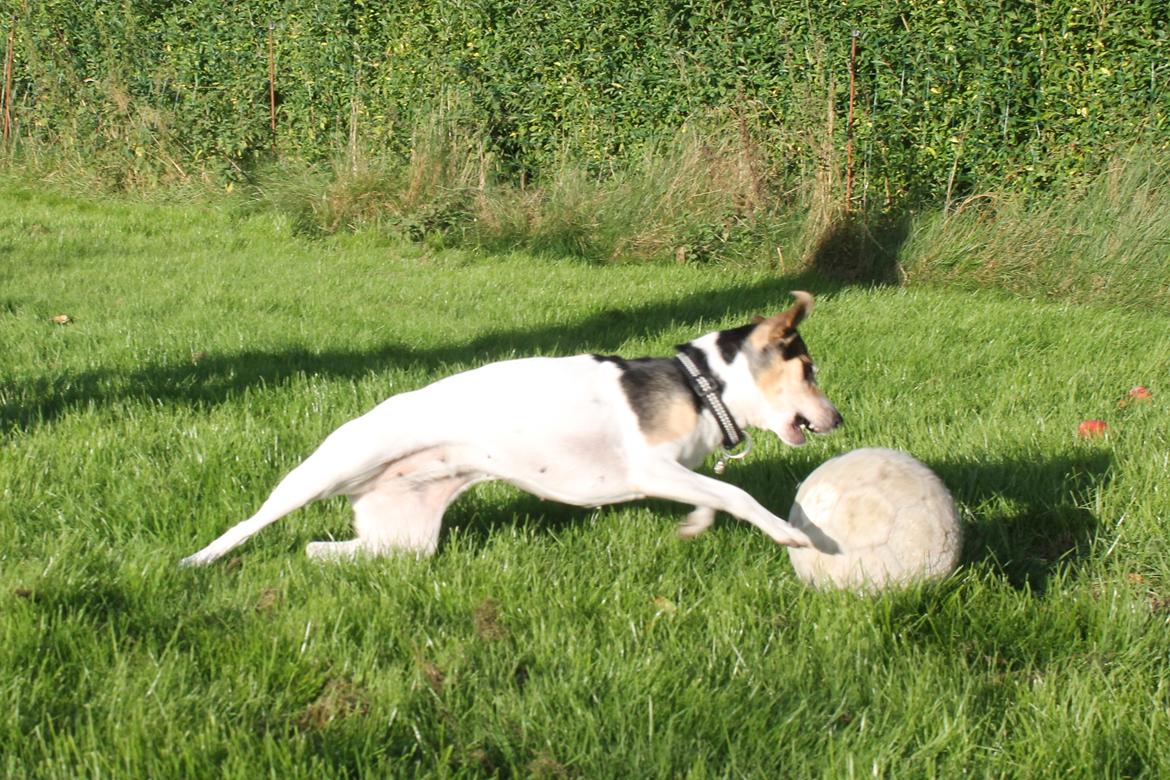 Dansk svensk gaardhund Lea  billede 6