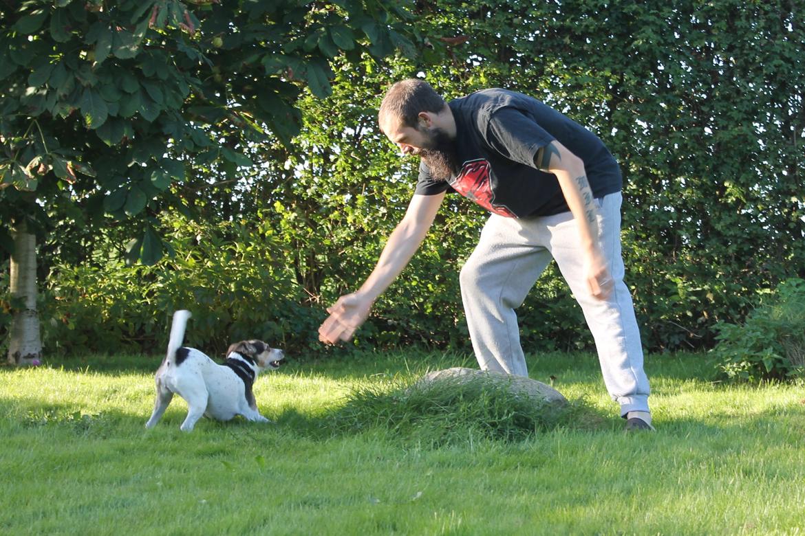 Dansk svensk gaardhund Lea  billede 3