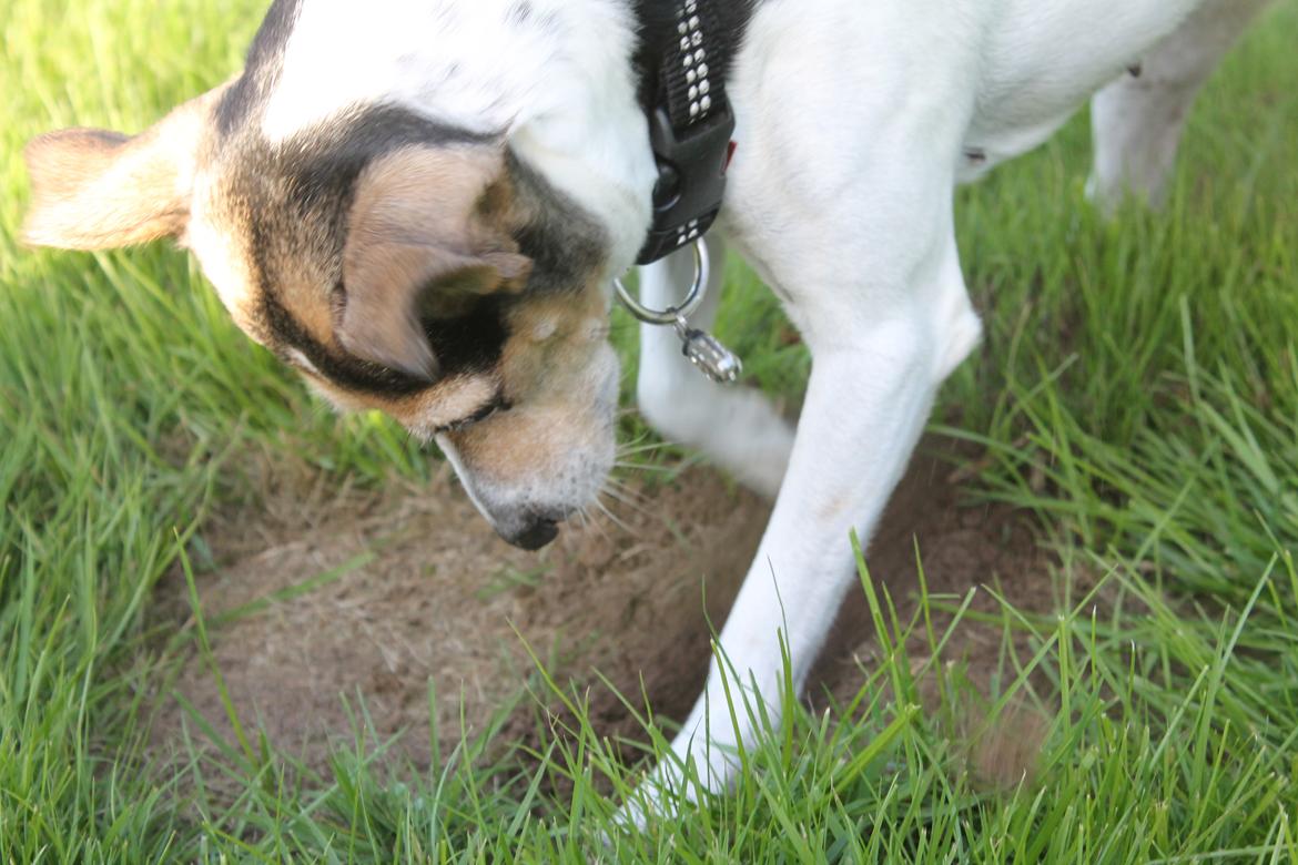Dansk svensk gaardhund Lea  billede 8