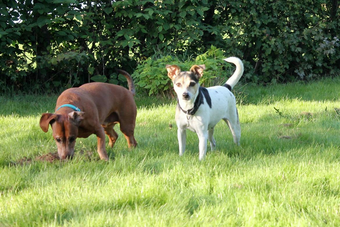 Dansk svensk gaardhund Lea  billede 9